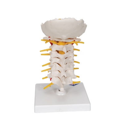 3B Scientific Cervical Spine Model